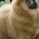 Giant Teddy Bear Dog Breeds: A Cuddly Guide | Teddy Information – Everything You Need to Know About Teddy Bears