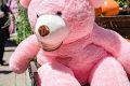 Giant Pink Teddy Bears: Big, Soft & Cuddly Teddy Information – Everything You Need to Know About Teddy Bears Giant Pink Teddy Bears: Big, Soft & Cuddly | Teddy Information – Everything You Need to Know About Teddy Bears