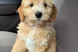Adorable Teddy Bear Teacup Mini Goldendoodles: Cuddly Companions Teddy Information – Everything You Need to Know About Teddy Bears Adorable Teddy Bear Teacup Mini Goldendoodles: Cuddly Companions | Teddy Information – Everything You Need to Know About Teddy Bears