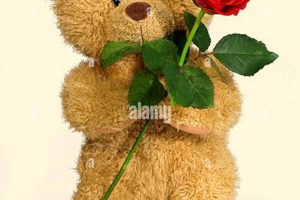 Lovely Red Rose with Cute Teddy Bear Gift Set Teddy Information – Everything You Need to Know About Teddy Bears Lovely Red Rose with Cute Teddy Bear Gift Set | Teddy Information – Everything You Need to Know About Teddy Bears