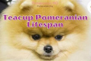 Teddy Bear Dog Lifespan: A Guide for Owners Teddy Information – Everything You Need to Know About Teddy Bears Teddy Bear Dog Lifespan: A Guide for Owners | Teddy Information – Everything You Need to Know About Teddy Bears