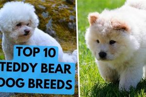 Do Teddy Bear Dogs Shed? A Guide Teddy Information – Everything You Need to Know About Teddy Bears Do Teddy Bear Dogs Shed? A Guide | Teddy Information – Everything You Need to Know About Teddy Bears