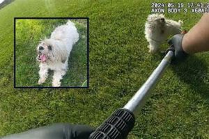 Adorable Teddy the Dog Shot: Captured Moments Teddy Information – Everything You Need to Know About Teddy Bears Adorable Teddy the Dog Shot: Captured Moments | Teddy Information – Everything You Need to Know About Teddy Bears
