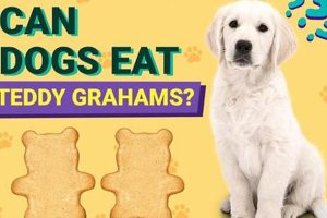 Can Dogs Safely Eat Teddy Grahams? Teddy Information – Everything You Need to Know About Teddy Bears Can Dogs Safely Eat Teddy Grahams? | Teddy Information – Everything You Need to Know About Teddy Bears