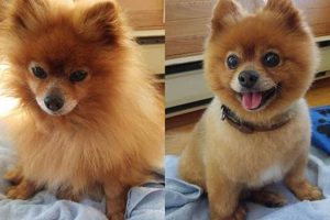 Adorable Pomeranian Teddy Bear Haircuts Teddy Information – Everything You Need to Know About Teddy Bears Adorable Pomeranian Teddy Bear Haircuts | Teddy Information – Everything You Need to Know About Teddy Bears