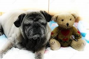 Adorable Pug Dog Teddy Bears: Cuddly Companions Teddy Information – Everything You Need to Know About Teddy Bears Adorable Pug Dog Teddy Bears: Cuddly Companions | Teddy Information – Everything You Need to Know About Teddy Bears
