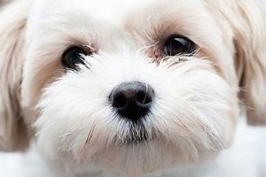 Adorable Maltese Teddy Bear Shih Tzu Puppies Teddy Information – Everything You Need to Know About Teddy Bears Adorable Maltese Teddy Bear Shih Tzu Puppies | Teddy Information – Everything You Need to Know About Teddy Bears