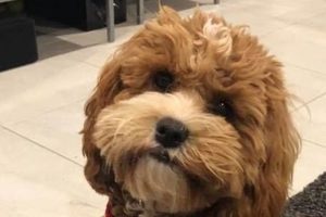 Cavapoo Teddy Bear Cut: Guide & Styles Teddy Information – Everything You Need to Know About Teddy Bears Cavapoo Teddy Bear Cut: Guide & Styles | Teddy Information – Everything You Need to Know About Teddy Bears