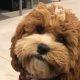 Cavapoo Teddy Bear Cut: Guide & Styles | Teddy Information – Everything You Need to Know About Teddy Bears