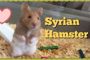 Teddy Bear Hamster Size: Guide & Chart Teddy Information – Everything You Need to Know About Teddy Bears Teddy Bear Hamster Size: Guide & Chart | Teddy Information – Everything You Need to Know About Teddy Bears