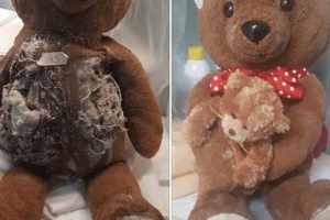 Complete Teddy Bear Fix Guide & Tips Teddy Information – Everything You Need to Know About Teddy Bears Complete Teddy Bear Fix Guide & Tips | Teddy Information – Everything You Need to Know About Teddy Bears