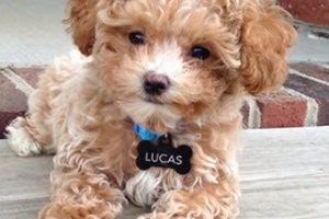 Adorable Teddy Bear Puppies for Sale in VA Teddy Information – Everything You Need to Know About Teddy Bears Adorable Teddy Bear Puppies for Sale in VA | Teddy Information – Everything You Need to Know About Teddy Bears