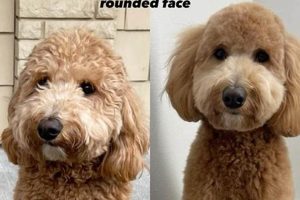 The Perfect Goldendoodle Teddy Bear Cut Guide Teddy Information – Everything You Need to Know About Teddy Bears The Perfect Goldendoodle Teddy Bear Cut Guide | Teddy Information – Everything You Need to Know About Teddy Bears