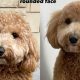 The Perfect Goldendoodle Teddy Bear Cut Guide | Teddy Information – Everything You Need to Know About Teddy Bears