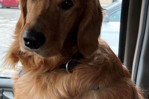 Meet Teddy the Golden Retriever: A Cuddly Companion Teddy Information – Everything You Need to Know About Teddy Bears Meet Teddy the Golden Retriever: A Cuddly Companion | Teddy Information – Everything You Need to Know About Teddy Bears
