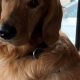 Meet Teddy the Golden Retriever: A Cuddly Companion | Teddy Information – Everything You Need to Know About Teddy Bears