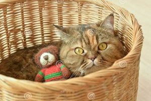 Adorable Plush Scottish Kitten Teddy Bears Teddy Information – Everything You Need to Know About Teddy Bears Adorable Plush Scottish Kitten Teddy Bears | Teddy Information – Everything You Need to Know About Teddy Bears