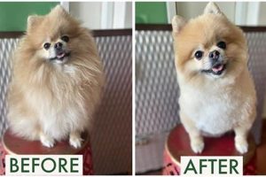 Pomeranian Teddy Bear Cut: Before & After Pics Teddy Information – Everything You Need to Know About Teddy Bears Pomeranian Teddy Bear Cut: Before & After Pics | Teddy Information – Everything You Need to Know About Teddy Bears