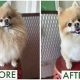 Pomeranian Teddy Bear Cut: Before & After Pics | Teddy Information – Everything You Need to Know About Teddy Bears