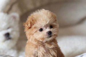 Teddy Bear Dog Prices: Find Your Furry Friend Teddy Information – Everything You Need to Know About Teddy Bears Teddy Bear Dog Prices: Find Your Furry Friend | Teddy Information – Everything You Need to Know About Teddy Bears