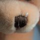 Best Noses for Teddy Bears: A Complete Guide | Teddy Information – Everything You Need to Know About Teddy Bears