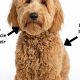 Adorable Teddy Bear Cut Goldendoodle Styles | Teddy Information – Everything You Need to Know About Teddy Bears