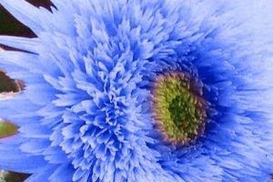 Giant Teddy Bear Sunflower Seeds: Grow & Enjoy Teddy Information – Everything You Need to Know About Teddy Bears Giant Teddy Bear Sunflower Seeds: Grow & Enjoy | Teddy Information – Everything You Need to Know About Teddy Bears