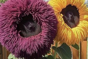 Buy Teddy Bear Sunflowers: Seeds & Plants for Sale Teddy Information – Everything You Need to Know About Teddy Bears Buy Teddy Bear Sunflowers: Seeds & Plants for Sale | Teddy Information – Everything You Need to Know About Teddy Bears
