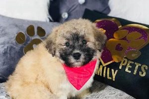 Adorable Teddy Poo Dog Breed Guide Teddy Information – Everything You Need to Know About Teddy Bears Adorable Teddy Poo Dog Breed Guide | Teddy Information – Everything You Need to Know About Teddy Bears