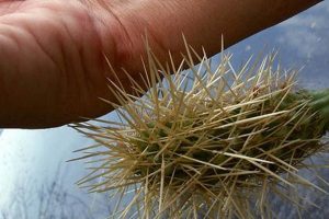 Beware Teddy Bear Cactus Attacks! Teddy Information – Everything You Need to Know About Teddy Bears Beware Teddy Bear Cactus Attacks! | Teddy Information – Everything You Need to Know About Teddy Bears