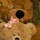 Cuddly Female Teddy Bears: A Girl's Best Friend | Teddy Information – Everything You Need to Know About Teddy Bears