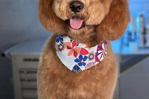Cute Teddy Bear Dog Haircuts Near You Teddy Information – Everything You Need to Know About Teddy Bears Cute Teddy Bear Dog Haircuts Near You | Teddy Information – Everything You Need to Know About Teddy Bears