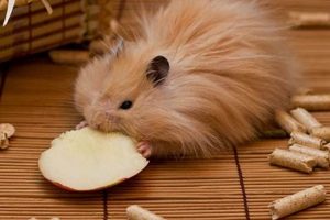 Adorable Teddy Hamster Care Guide & Tips Teddy Information – Everything You Need to Know About Teddy Bears Adorable Teddy Hamster Care Guide & Tips | Teddy Information – Everything You Need to Know About Teddy Bears