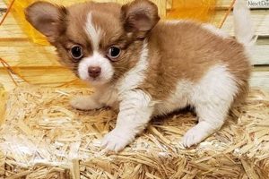 Adorable Teddy Bear Chihuahua Puppies & Breed Info Teddy Information – Everything You Need to Know About Teddy Bears Adorable Teddy Bear Chihuahua Puppies & Breed Info | Teddy Information – Everything You Need to Know About Teddy Bears