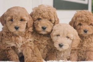 Adorable Teddy Bear Doodle Dogs: Cuddly Companions Teddy Information – Everything You Need to Know About Teddy Bears Adorable Teddy Bear Doodle Dogs: Cuddly Companions | Teddy Information – Everything You Need to Know About Teddy Bears