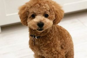 Adorable Teddy Bear Miniature Poodles: A Guide Teddy Information – Everything You Need to Know About Teddy Bears Adorable Teddy Bear Miniature Poodles: A Guide | Teddy Information – Everything You Need to Know About Teddy Bears