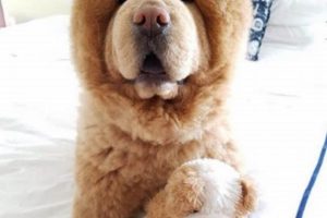 Giant Fluffy Dog Teddy Bears: Big & Cuddly Teddy Information – Everything You Need to Know About Teddy Bears Giant Fluffy Dog Teddy Bears: Big & Cuddly | Teddy Information – Everything You Need to Know About Teddy Bears
