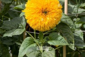 Grow Teddy Bear Sunflowers: Planting & Care Guide Teddy Information – Everything You Need to Know About Teddy Bears Grow Teddy Bear Sunflowers: Planting & Care Guide | Teddy Information – Everything You Need to Know About Teddy Bears