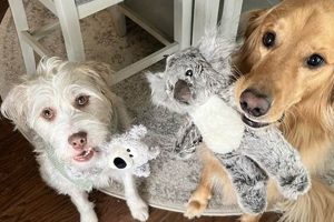 The Adventures of Teddy and Archie: A Tale Teddy Information – Everything You Need to Know About Teddy Bears The Adventures of Teddy and Archie: A Tale | Teddy Information – Everything You Need to Know About Teddy Bears