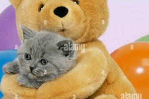 Cuddly Teddy Bears & Kittens: A Heartwarming Bond Teddy Information – Everything You Need to Know About Teddy Bears Cuddly Teddy Bears & Kittens: A Heartwarming Bond | Teddy Information – Everything You Need to Know About Teddy Bears