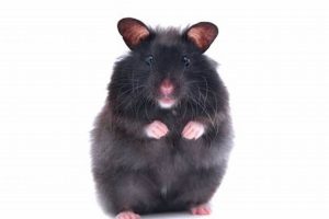 Black Teddy Hamster Teddy Information – Everything You Need to Know About Teddy Bears Black Teddy Hamster | Teddy Information – Everything You Need to Know About Teddy Bears