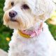 Adorable Teddy Bear Havanese Puppy Cut Styles | Teddy Information – Everything You Need to Know About Teddy Bears