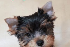 Adorable Yorkie Teddy Bear Cut & Grooming Teddy Information – Everything You Need to Know About Teddy Bears Adorable Yorkie Teddy Bear Cut & Grooming | Teddy Information – Everything You Need to Know About Teddy Bears