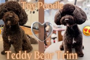 Top Teddy Bear Toy Poodle Cuts: Styles & Tips Teddy Information – Everything You Need to Know About Teddy Bears Top Teddy Bear Toy Poodle Cuts: Styles & Tips | Teddy Information – Everything You Need to Know About Teddy Bears
