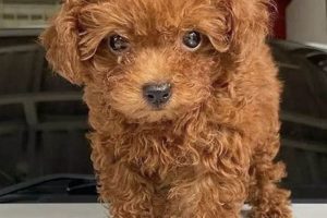 Adorable Teddy Bear Teacup Poodles: A Guide Teddy Information – Everything You Need to Know About Teddy Bears Adorable Teddy Bear Teacup Poodles: A Guide | Teddy Information – Everything You Need to Know About Teddy Bears