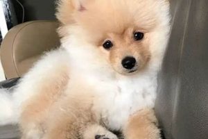 Adorable Mini Teddy Bear Pomeranian Puppies Teddy Information – Everything You Need to Know About Teddy Bears Adorable Mini Teddy Bear Pomeranian Puppies | Teddy Information – Everything You Need to Know About Teddy Bears