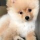 Adorable Mini Teddy Bear Pomeranian Puppies | Teddy Information – Everything You Need to Know About Teddy Bears