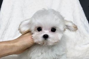 Adorable Tea Cup Teddy Bear Dogs: A Guide Teddy Information – Everything You Need to Know About Teddy Bears Adorable Tea Cup Teddy Bear Dogs: A Guide | Teddy Information – Everything You Need to Know About Teddy Bears