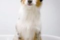 Adorable Mini Aussie Teddy Bear Cut Styles Teddy Information – Everything You Need to Know About Teddy Bears Adorable Mini Aussie Teddy Bear Cut Styles | Teddy Information – Everything You Need to Know About Teddy Bears