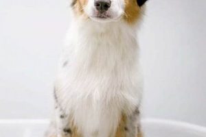 Adorable Mini Aussie Teddy Bear Cut Styles Teddy Information – Everything You Need to Know About Teddy Bears Adorable Mini Aussie Teddy Bear Cut Styles | Teddy Information – Everything You Need to Know About Teddy Bears